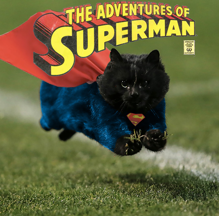 Cat Interrupts A Rugby Game, Internet Responds (PS Battle)