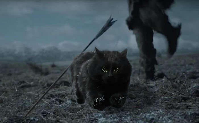 Cat Interrupts A Rugby Game, Internet Responds (PS Battle)