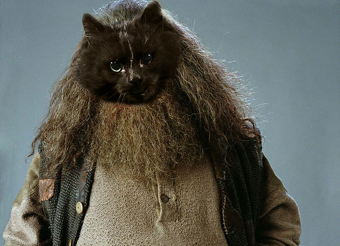 Cat Interrupts A Rugby Game, Internet Responds (PS Battle)