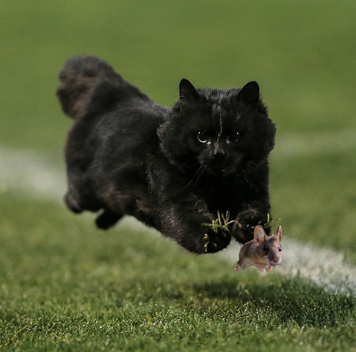 Cat Interrupts A Rugby Game, Internet Responds (PS Battle)