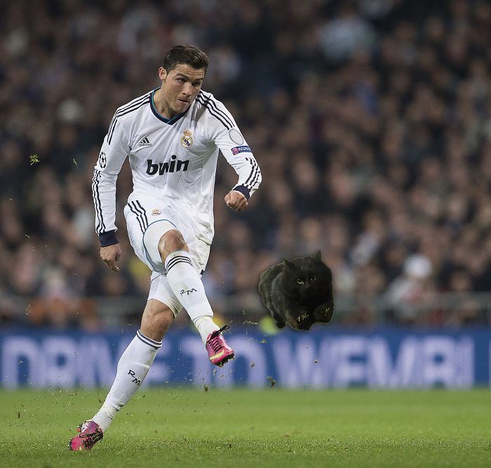 Cat Interrupts A Rugby Game, Internet Responds (PS Battle)