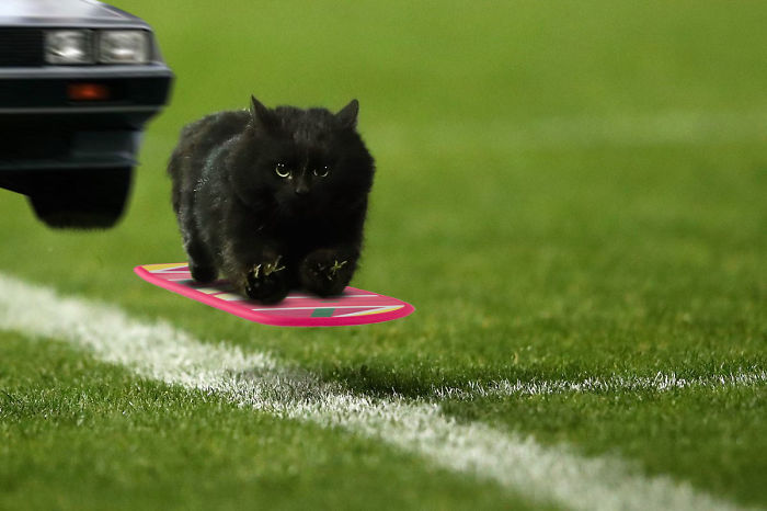 Cat Interrupts A Rugby Game, Internet Responds (PS Battle)
