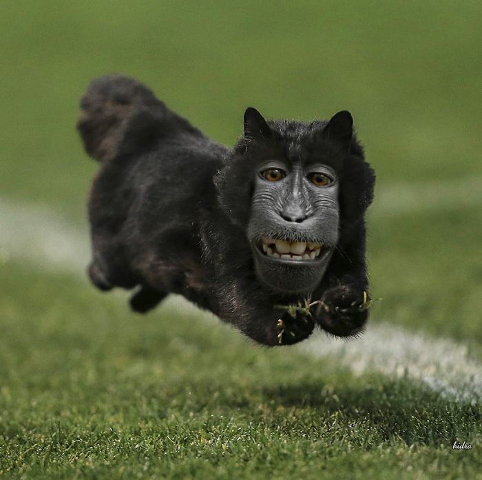 Cat Interrupts A Rugby Game, Internet Responds (PS Battle)