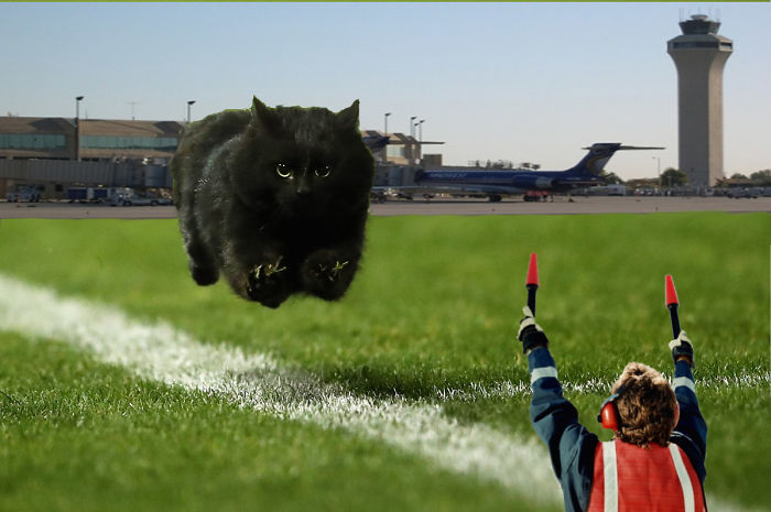 Cat Interrupts A Rugby Game, Internet Responds (PS Battle)