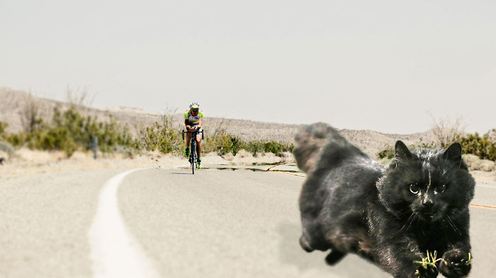 Cat Interrupts A Rugby Game, Internet Responds (PS Battle)