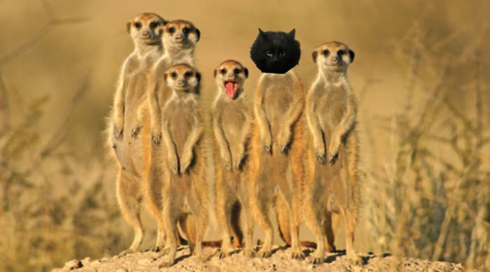 Cat Interrupts A Rugby Game, Internet Responds (PS Battle)