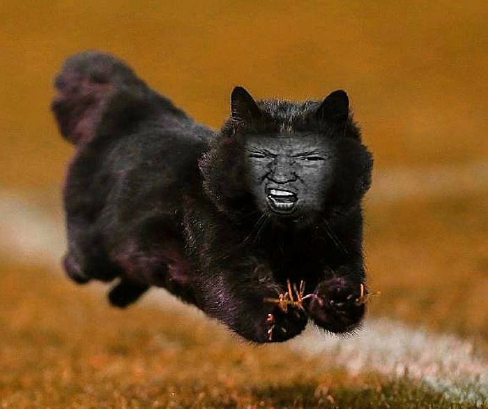 Cat Interrupts A Rugby Game, Internet Responds (PS Battle)