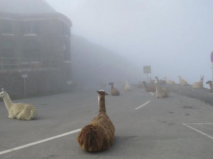 These Llamas Tried To Ruin The Tour-De-France And They’re Not The First Animals To Do It These Llamas Tried To Ruin The Tour-De-France And They’re Not The First Animals To Do It