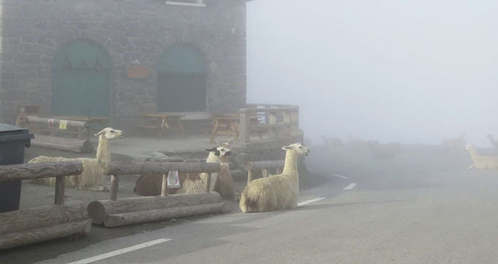 These Llamas Tried To Ruin The Tour-De-France And They’re Not The First Animals To Do It These Llamas Tried To Ruin The Tour-De-France And They’re Not The First Animals To Do It