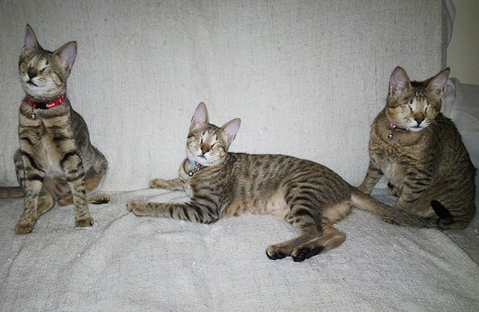 Nobody Wanted These 3 Blind Cats, Until This Woman Decided To Adopt Them