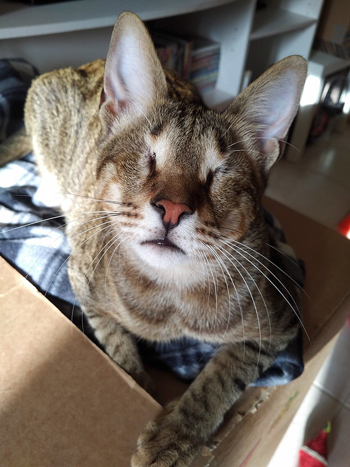 Nobody Wanted These 3 Blind Cats, Until This Woman Decided To Adopt Them