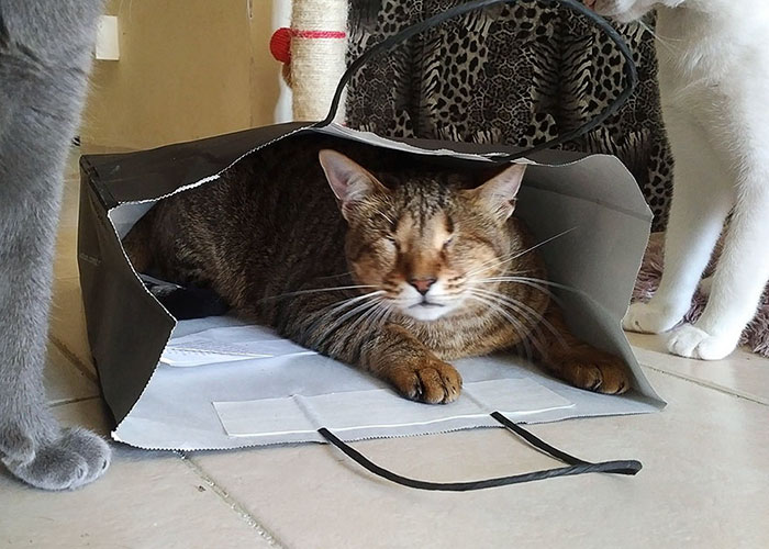 Nobody Wanted These 3 Blind Cats, Until This Woman Decided To Adopt Them