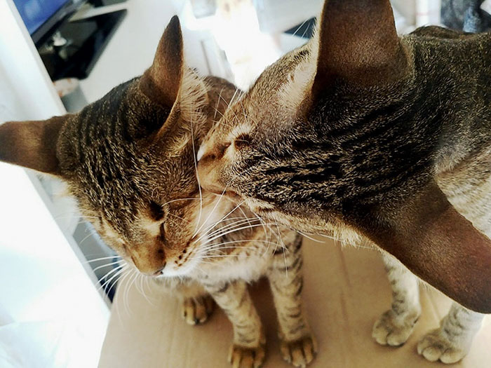 Nobody Wanted These 3 Blind Cats, Until This Woman Decided To Adopt Them