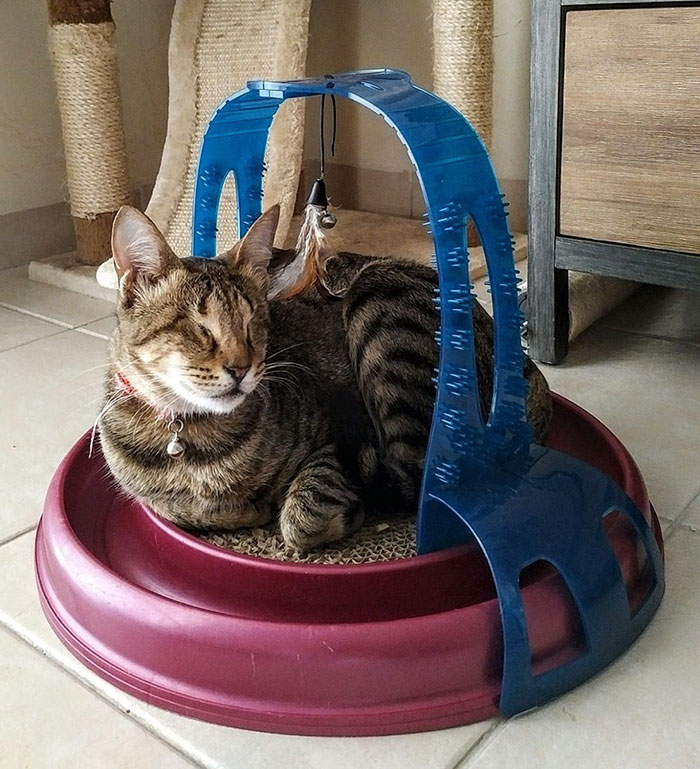 Nobody Wanted These 3 Blind Cats, Until This Woman Decided To Adopt Them