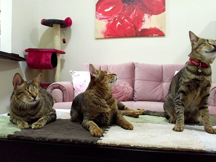 Nobody Wanted These 3 Blind Cats, Until This Woman Decided To Adopt Them