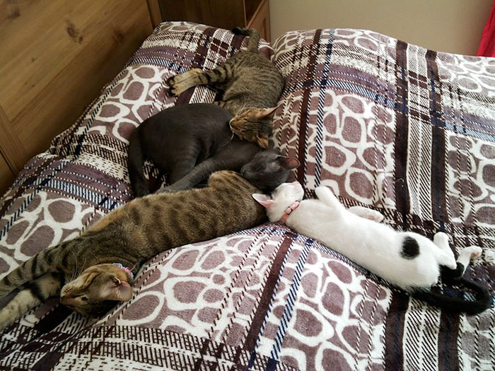 Nobody Wanted These 3 Blind Cats, Until This Woman Decided To Adopt Them