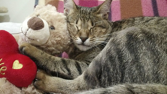 Nobody Wanted These 3 Blind Cats, Until This Woman Decided To Adopt Them