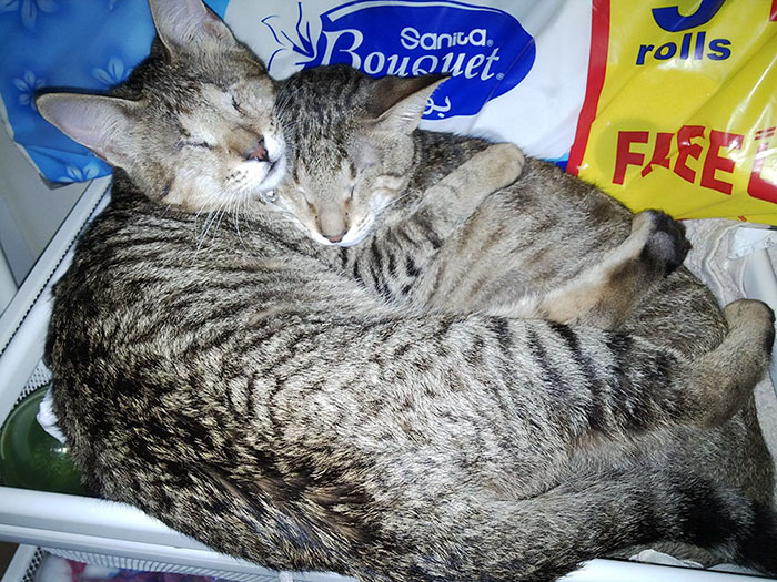 Nobody Wanted These 3 Blind Cats, Until This Woman Decided To Adopt Them