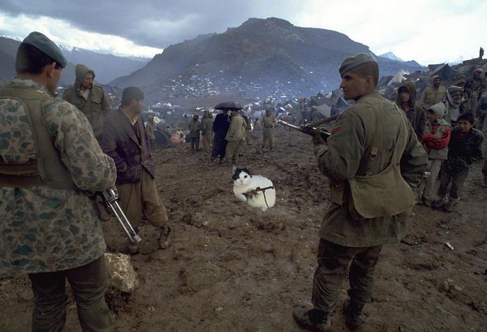 This Cat Looks Like It’s Holding A Tiny Machine Gun (PS Battle) This Cat Looks Like It’s Holding A Tiny Machine Gun (PS Battle)