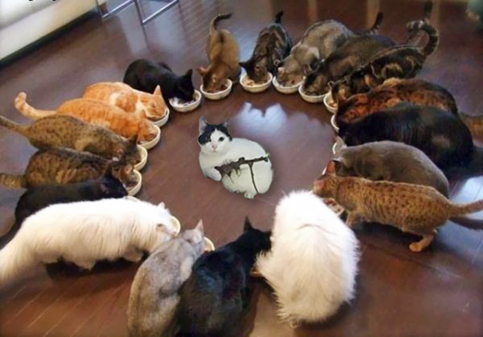 This Cat Looks Like It’s Holding A Tiny Machine Gun (PS Battle) This Cat Looks Like It’s Holding A Tiny Machine Gun (PS Battle)