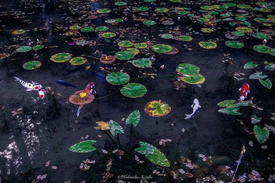 &#8216;Monet&#8217;s Pond&#8217; In Japan That Looks Like Monet&#8217;s Paintings