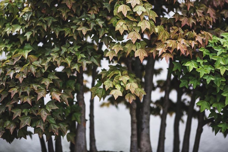 I Spent 2 Years Capturing The Beauty Of Bonsai Trees