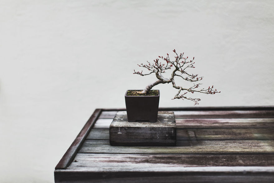 I Spent 2 Years Capturing The Beauty Of Bonsai Trees