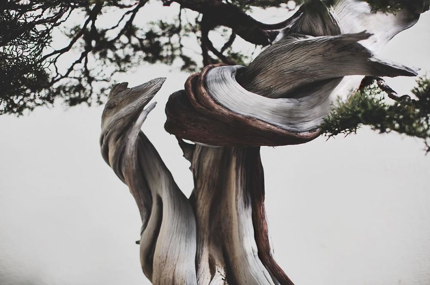 I Spent 2 Years Capturing The Beauty Of Bonsai Trees