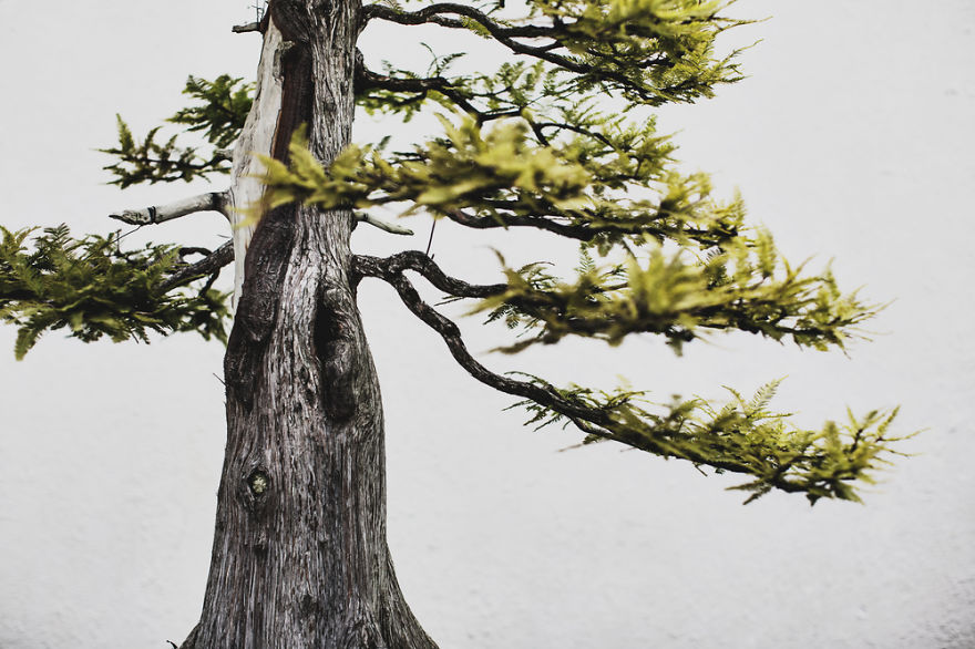 I Spent 2 Years Capturing The Beauty Of Bonsai Trees