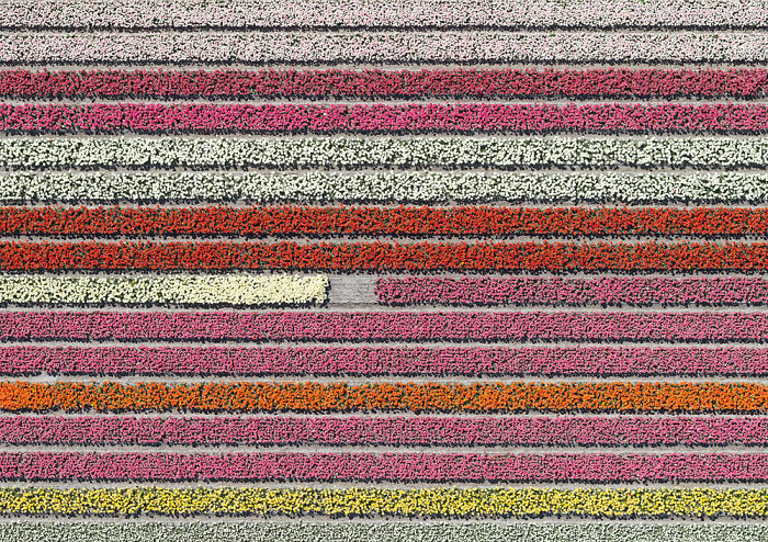 Colourful Patterns Of Tulip Fields In Netherlands Colourful Patterns Of Tulip Fields In Netherlands