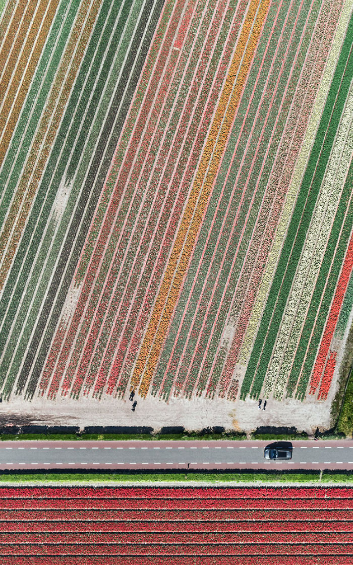 Colourful Patterns Of Tulip Fields In Netherlands Colourful Patterns Of Tulip Fields In Netherlands