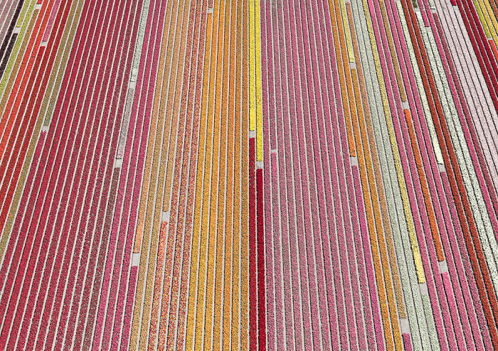 Colourful Patterns Of Tulip Fields In Netherlands Colourful Patterns Of Tulip Fields In Netherlands