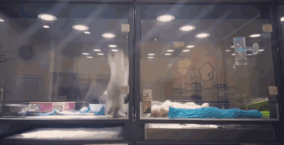 Kitten Escapes Pet Store Display To Meet Its Lonely Dog Friend Kitten Escapes Pet Store Display To Meet Its Lonely Dog Friend