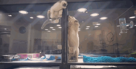 Kitten Escapes Pet Store Display To Meet Its Lonely Dog Friend Kitten Escapes Pet Store Display To Meet Its Lonely Dog Friend