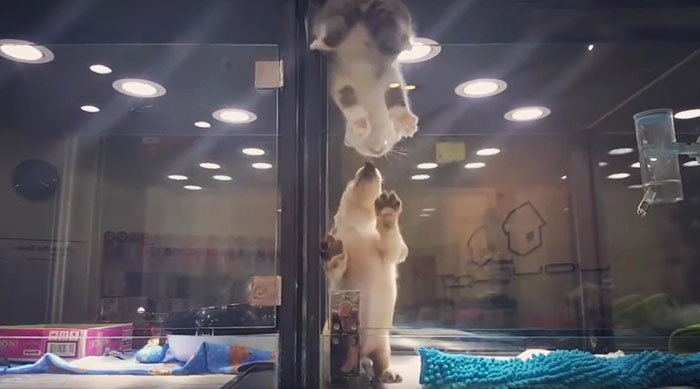 Kitten Escapes Pet Store Display To Meet Its Lonely Dog Friend Kitten Escapes Pet Store Display To Meet Its Lonely Dog Friend