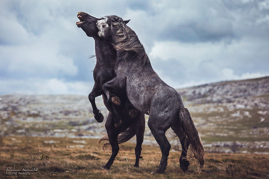 After Losing Myself, I Found Freedom In Horses After Losing Myself, I Found Freedom In Horses