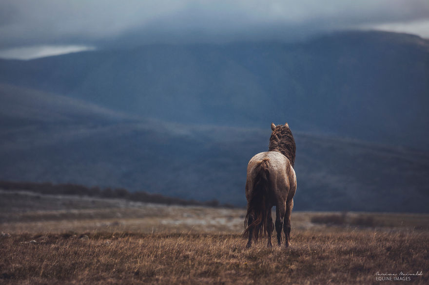 After Losing Myself, I Found Freedom In Horses After Losing Myself, I Found Freedom In Horses