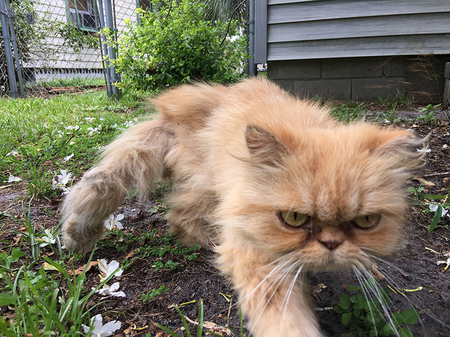 Homeless Grumpy Cat Found During House Inspection Gets Adopted, Hates Every Moment Of It