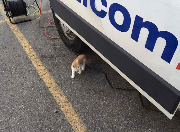 Stray Kitten Interrupts Live Newscast And Gets Rescued