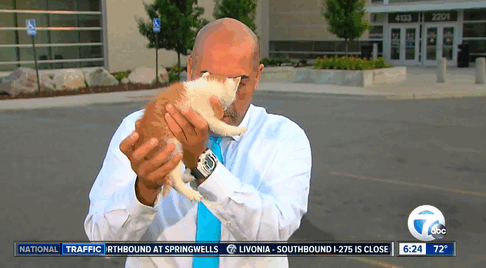 Stray Kitten Interrupts Live Newscast And Gets Rescued Stray Kitten Interrupts Live Newscast And Gets Rescued