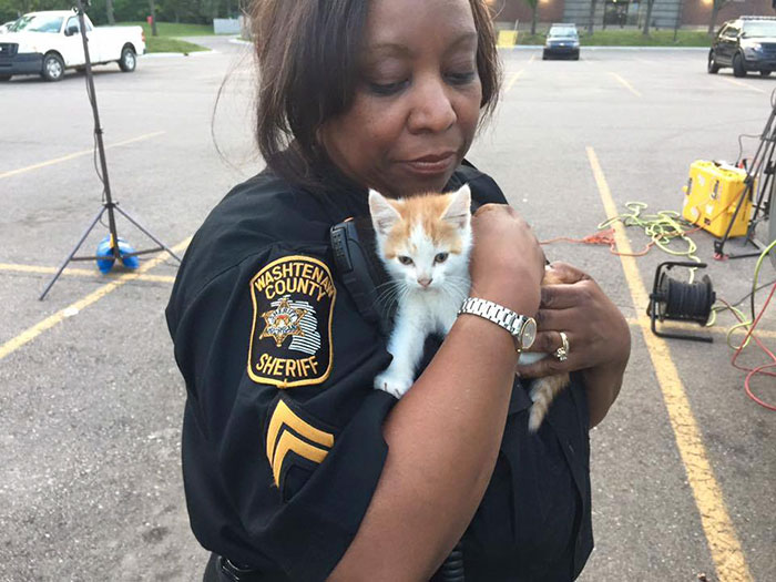 Stray Kitten Interrupts Live Newscast And Gets Rescued
