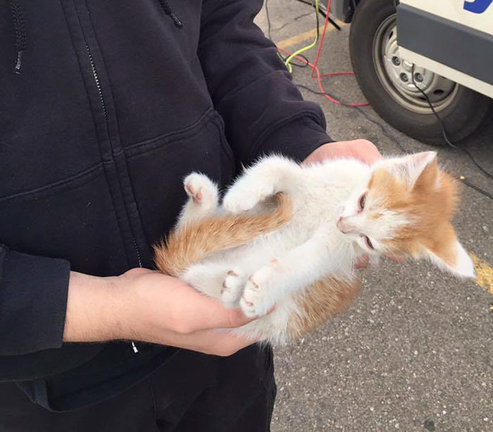 Stray Kitten Interrupts Live Newscast And Gets Rescued