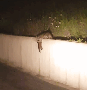 Raccoon Family Forms A Chain To Help A Baby Raccoon Get Over The Wall