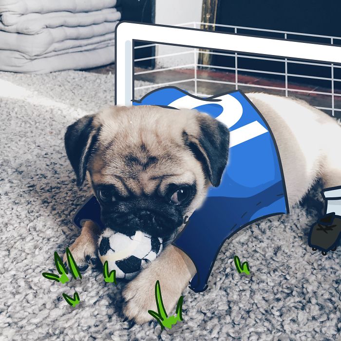 My Girlfriend And I Love To Doodle On Our Pug’s Face (24 Pics) My Girlfriend And I Love To Doodle On Our Pug’s Face (24 Pics)