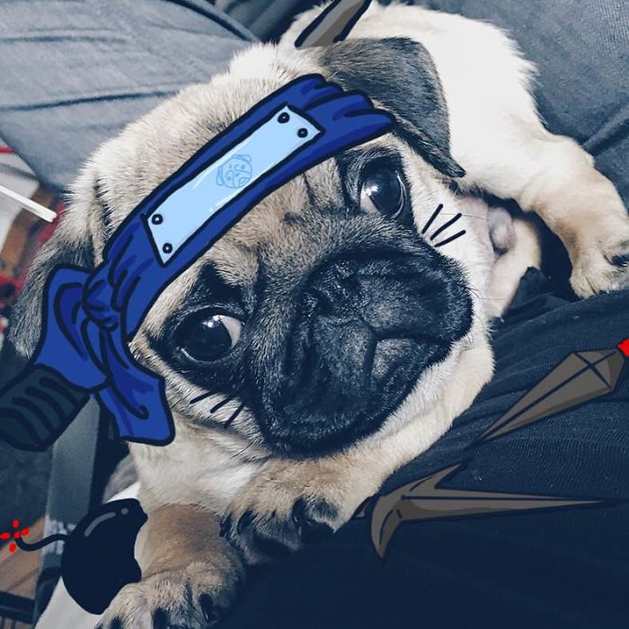 My Girlfriend And I Love To Doodle On Our Pug’s Face (24 Pics) My Girlfriend And I Love To Doodle On Our Pug’s Face (24 Pics)