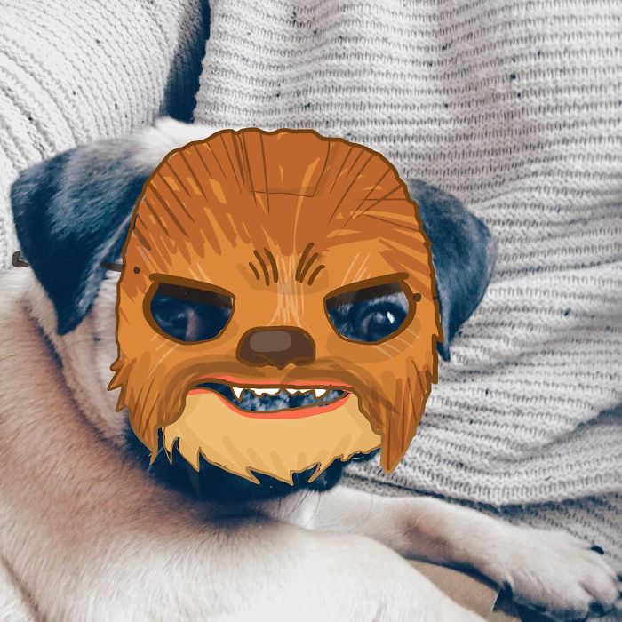 My Girlfriend And I Love To Doodle On Our Pug’s Face (24 Pics) My Girlfriend And I Love To Doodle On Our Pug’s Face (24 Pics)