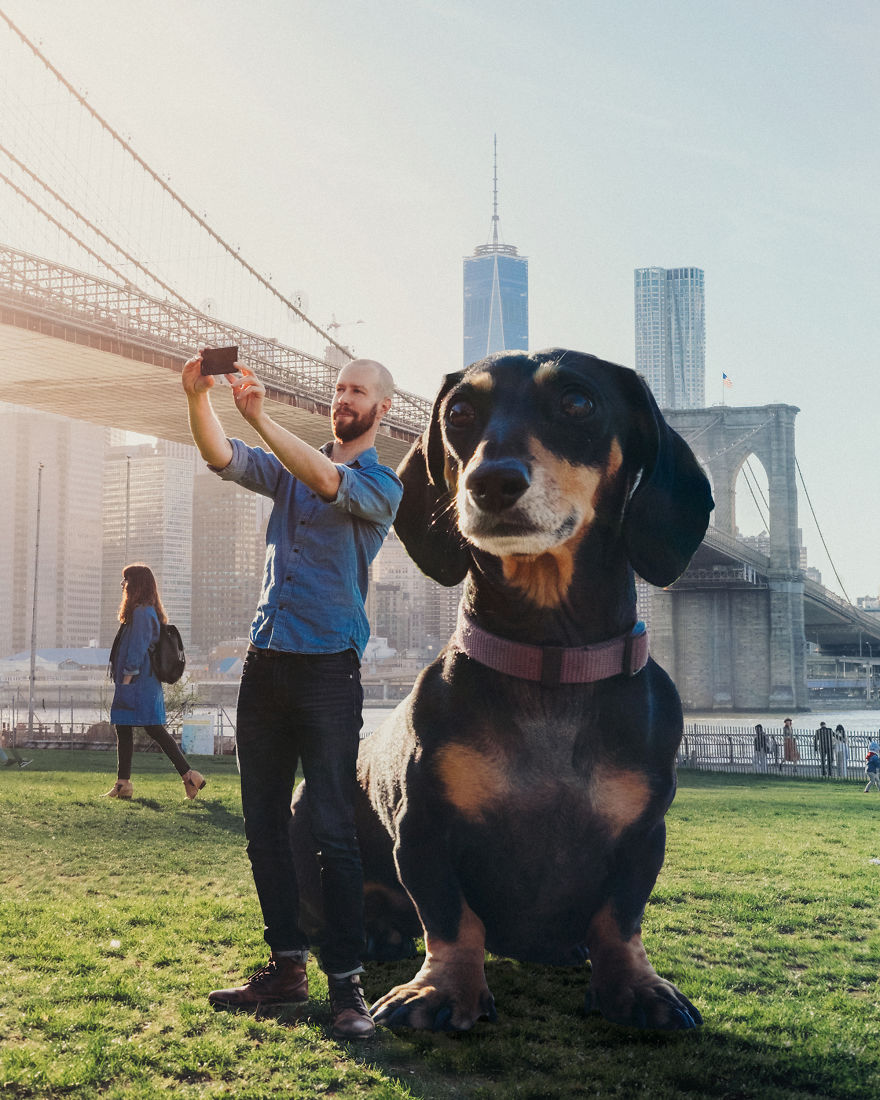 If My Small Dog Was As Big As She Thinks She Is