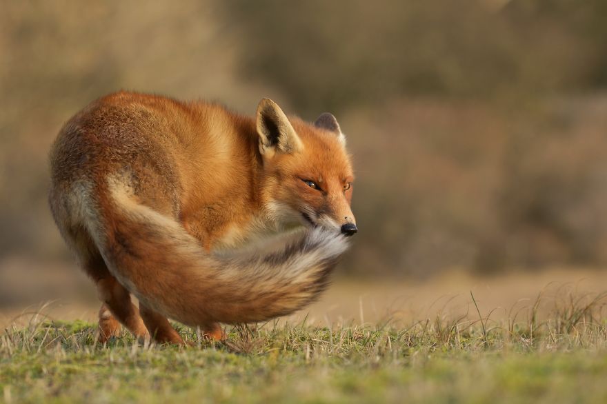The Dune Foxes Of The Netherlands The Dune Foxes Of The Netherlands