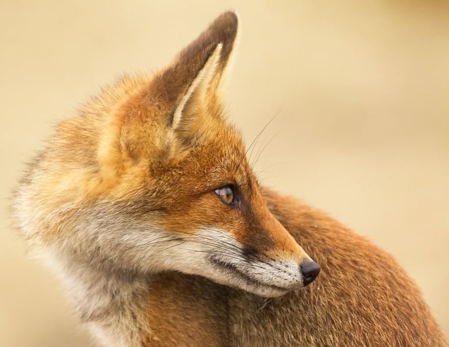 The Dune Foxes Of The Netherlands The Dune Foxes Of The Netherlands
