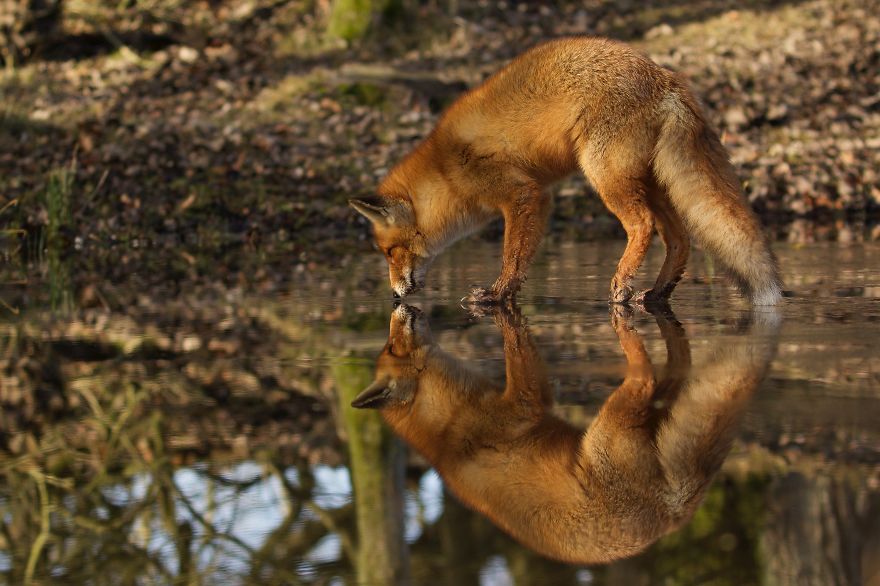 The Dune Foxes Of The Netherlands The Dune Foxes Of The Netherlands
